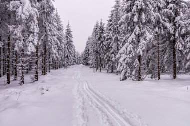 Oberhof yakınlarındaki Thüringen Ormanı 'nda kısa kış yürüyüşü.