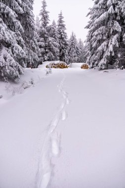 Oberhof yakınlarındaki Thüringen Ormanı 'nda kısa kış yürüyüşü.