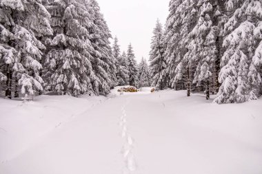 Oberhof yakınlarındaki Thüringen Ormanı 'nda kısa kış yürüyüşü.