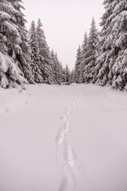 Oberhof yakınlarındaki Thüringen Ormanı 'nda kısa kış yürüyüşü.