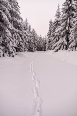 Oberhof yakınlarındaki Thüringen Ormanı 'nda kısa kış yürüyüşü.