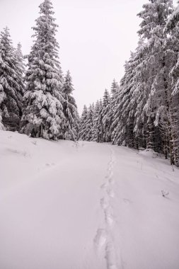 Oberhof yakınlarındaki Thüringen Ormanı 'nda kısa kış yürüyüşü.