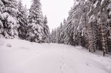Oberhof yakınlarındaki Thüringen Ormanı 'nda kısa kış yürüyüşü.