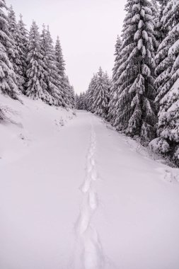 Oberhof yakınlarındaki Thüringen Ormanı 'nda kısa kış yürüyüşü.