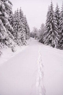 Oberhof yakınlarındaki Thüringen Ormanı 'nda kısa kış yürüyüşü.