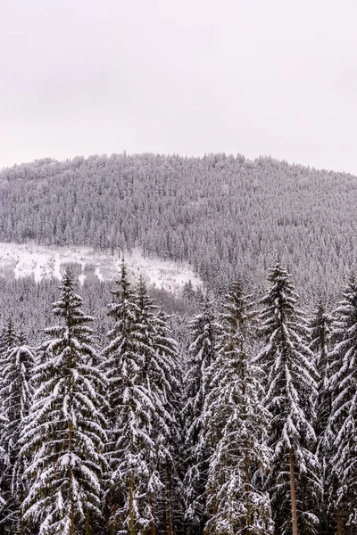 Short winter hike through deep snow in the Thuringian Forest near Oberhof - Thuringia - Germany