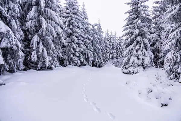 Oberhof yakınlarındaki Thüringen Ormanı 'nda kısa kış yürüyüşü.