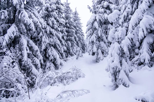Oberhof yakınlarındaki Thüringen Ormanı 'nda kısa kış yürüyüşü.