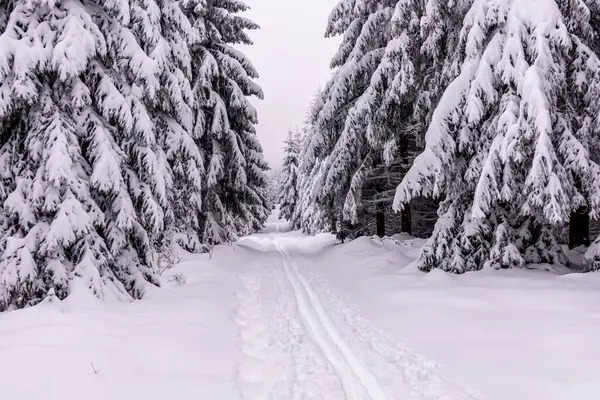 Oberhof yakınlarındaki Thüringen Ormanı 'nda kısa kış yürüyüşü.