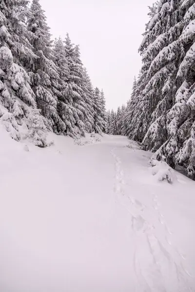Oberhof yakınlarındaki Thüringen Ormanı 'nda kısa kış yürüyüşü.