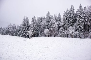 Karla kaplı Thüringen Ormanı 'nda, Floh-Seligenthal - Thüringen - Almanya