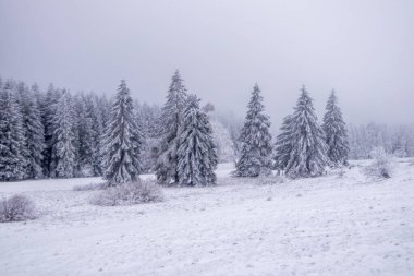Karla kaplı Thüringen Ormanı 'nda, Floh-Seligenthal - Thüringen - Almanya
