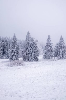 Karla kaplı Thüringen Ormanı 'nda, Floh-Seligenthal - Thüringen - Almanya