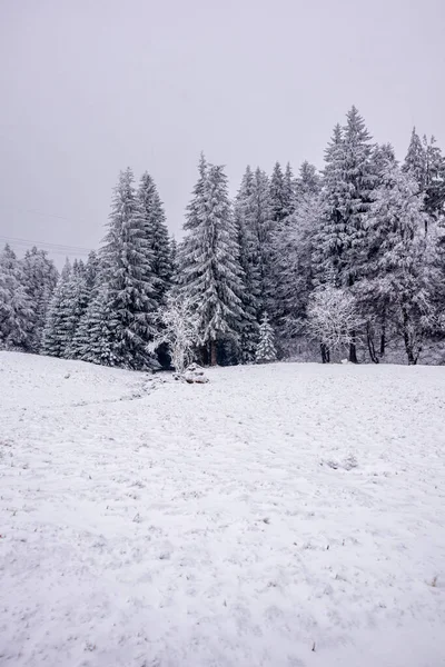Short winter hike in the snow-covered Thuringian Forest near Floh-Seligenthal - Thuringia - Germany