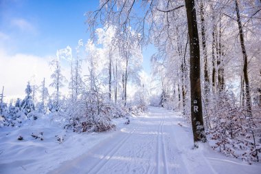 Karlı Thuringian Ormanı 'nda kayak yaparken Floh-Seligenthal - Thüringen - Almanya