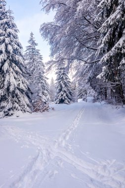 Karlı Thuringian Ormanı 'nda kayak yaparken Floh-Seligenthal - Thüringen - Almanya