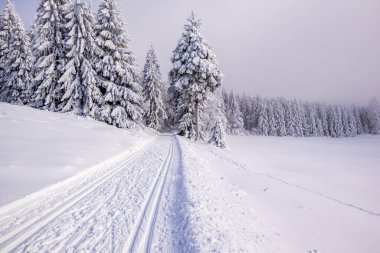 Karlı Thuringian Ormanı 'nda kayak yaparken Floh-Seligenthal - Thüringen - Almanya