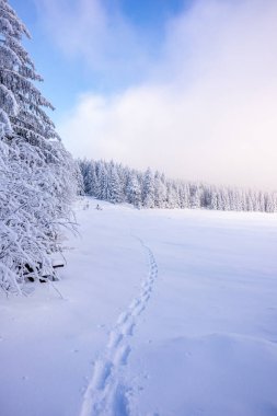 Karlı Thuringian Ormanı 'nda kayak yaparken Floh-Seligenthal - Thüringen - Almanya