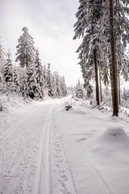 Karlı Thuringian Ormanı 'nda kayak yaparken Floh-Seligenthal - Thüringen - Almanya