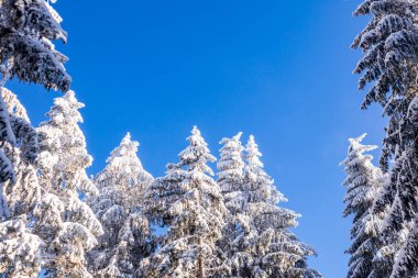 Karlı Thuringian Ormanı 'nda kayak yaparken Floh-Seligenthal - Thüringen - Almanya