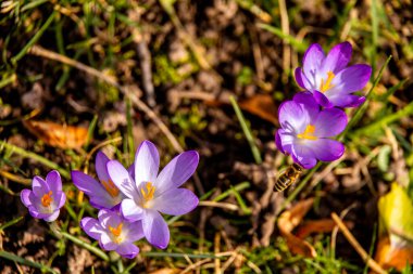 Dornburg-Camburg yakınlarındaki güzel Saale Vadisi 'nde bahar yürüyüşü - Thüringen - Almanya
