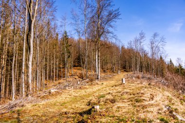 Steinach-Thüringen yakınlarındaki güzel Thüringen Ormanı 'nda bahar yürüyüşü.