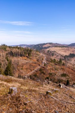 Steinach-Thüringen yakınlarındaki güzel Thüringen Ormanı 'nda bahar yürüyüşü.