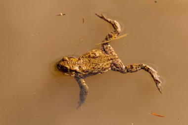 Hildburghausen - Thüringen - Almanya 'nın güzel Heldburger Diyarı' nda harika bir bahar yürüyüşü.