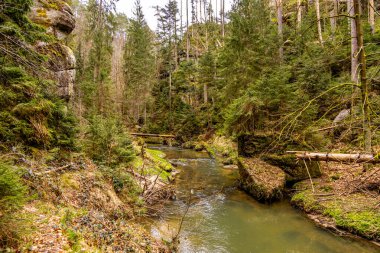 Saksonya - Almanya 'da Saksonya - Saksonya - Kirnitzschtal Vadisi' nde bahar yürüyüşü