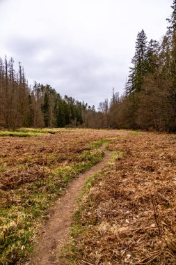 Saksonya - Almanya 'da Saksonya - Saksonya - Kirnitzschtal Vadisi' nde bahar yürüyüşü