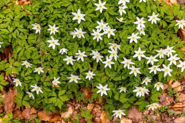 Saksonya - Almanya 'da Saksonya - Saksonya - Kirnitzschtal Vadisi' nde bahar yürüyüşü