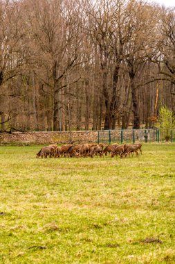 Dresden-Saksonya yakınlarındaki Moritzburg 'un güzel peri masalı şatosunda kısa bir mola.