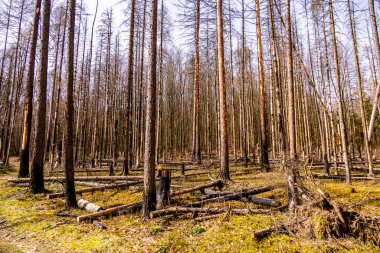 Hirschmhle 'den Saxon İsviçre' deki Carola Kayası 'na bahar yürüyüşü - Schmilka - Saksonya - Almanya