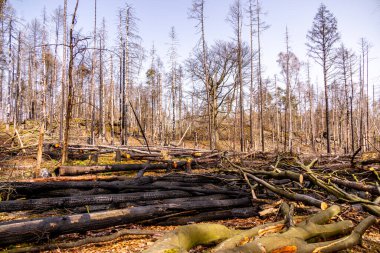 Hirschmhle 'den Saxon İsviçre' deki Carola Kayası 'na bahar yürüyüşü - Schmilka - Saksonya - Almanya