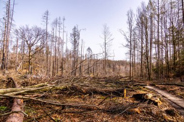Hirschmhle 'den Saxon İsviçre' deki Carola Kayası 'na bahar yürüyüşü - Schmilka - Saksonya - Almanya