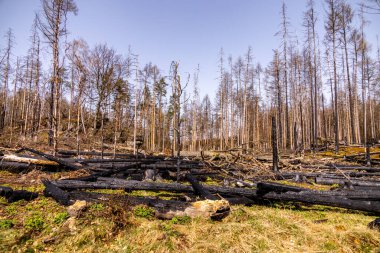 Hirschmhle 'den Saxon İsviçre' deki Carola Kayası 'na bahar yürüyüşü - Schmilka - Saksonya - Almanya