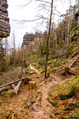 Hirschmhle 'den Saxon İsviçre' deki Carola Kayası 'na bahar yürüyüşü - Schmilka - Saksonya - Almanya