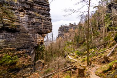 Hirschmhle 'den Saxon İsviçre' deki Carola Kayası 'na bahar yürüyüşü - Schmilka - Saksonya - Almanya
