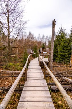 Hirschmhle 'den Saxon İsviçre' deki Carola Kayası 'na bahar yürüyüşü - Schmilka - Saksonya - Almanya