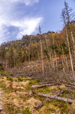 Hirschmhle 'den Saxon İsviçre' deki Carola Kayası 'na bahar yürüyüşü - Schmilka - Saksonya - Almanya