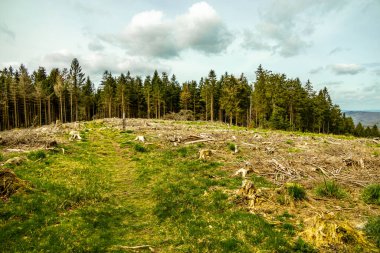 Bad Liebenstein 'dan Rennsteig' e kısa bir yürüyüş turu, muhteşem güneş ışığı altında Altenstein Park 'taki bahar uyanışı da dahil - Thüringen - Almanya