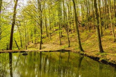 Bad Liebenstein 'dan Rennsteig' e kısa bir yürüyüş turu, muhteşem güneş ışığı altında Altenstein Park 'taki bahar uyanışı da dahil - Thüringen - Almanya