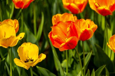 Bad Liebenstein 'dan Rennsteig' e kısa bir yürüyüş turu, muhteşem güneş ışığı altında Altenstein Park 'taki bahar uyanışı da dahil - Thüringen - Almanya