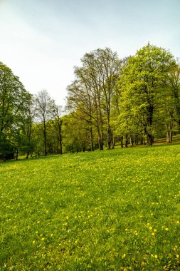 Bad Liebenstein 'dan Rennsteig' e kısa bir yürüyüş turu, muhteşem güneş ışığı altında Altenstein Park 'taki bahar uyanışı da dahil - Thüringen - Almanya