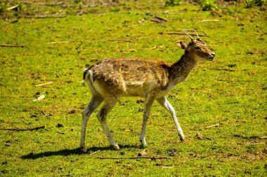 Sabahın erken saatlerinde Schmalkalden kasabasında güzel manzarası Thüringen - Almanya