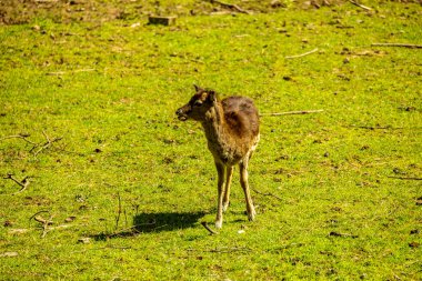 Sabahın erken saatlerinde Schmalkalden kasabasında güzel manzarası Thüringen - Almanya