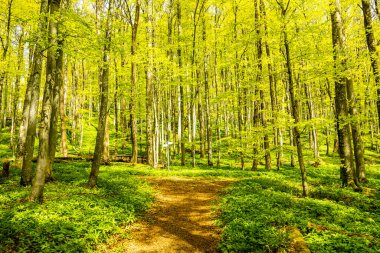 Riedenberg yakınlarındaki Schwarzen Berge 'deki Sinntal Vadisi' nden Bavyera 'ya bahar yürüyüşü.