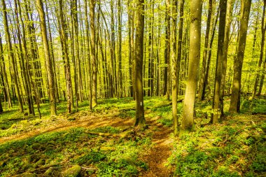 Riedenberg yakınlarındaki Schwarzen Berge 'deki Sinntal Vadisi' nden Bavyera 'ya bahar yürüyüşü.