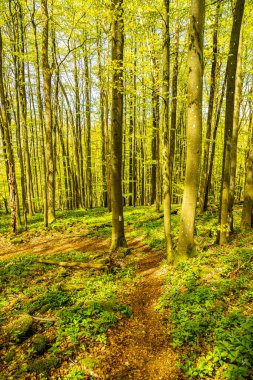 Riedenberg yakınlarındaki Schwarzen Berge 'deki Sinntal Vadisi' nden Bavyera 'ya bahar yürüyüşü.