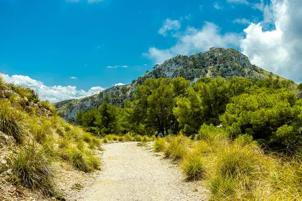 stock image Hike to the Talaia d'Alcdia mountain and viewpoint with a fantastic view of the bay of Alcdia on the Balearic island of Mallorca - Spain